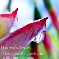 女王の涙,多肉植物,幸せの多肉,ありがとう♡︎⸜( ´ ꒳ ` )⸝♡︎,Light alongの画像