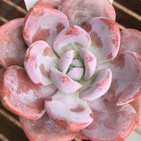 アキュートピンク,多肉植物,エケベリア属,多肉植物とサボテン,タニラーの画像