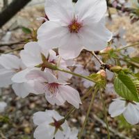 多肉いろいろ,多肉植物,さくら 桜 サクラ,おケツの日の画像