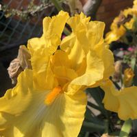 ジャーマンアイリス,お出かけ先の画像