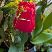 寄植え,ハンギング,真っ赤な火曜日,小さな庭,玄関アプローチの画像