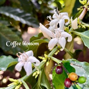 コーヒーの木,コーヒーの木,温室,꒰ღ˘◡˘ற꒱かわゅ~,美しいの画像