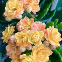 ビタミンカラー,#ガーデニング,エクステリアの画像