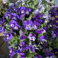 ハナニラ,ツルニチニチソウ,ビオラ,セネッティ,ミニチュアシュナウザーの画像