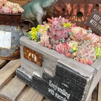 エケベリア,honey bee,多肉植物,ネコ好き,放置多肉の画像