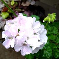 ゼラニウム,雨粒,ゼラニウムの花の画像