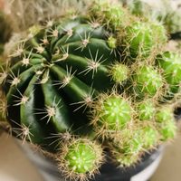 サボテン,サボテンの画像