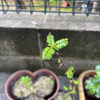 サンショウの画像