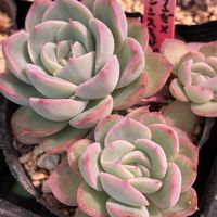 ラウリンゼ×トルセンシスエッジピンク,多肉植物,TY苗の画像