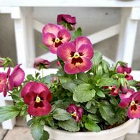 ハナモモ,よく咲くスミレ,よく咲くスミレ アップルソーダ,赤い花,可愛いの画像