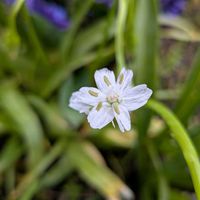 アリウムの画像