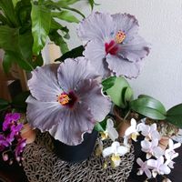 ハイビスカス,胡蝶蘭,ハイビスカス　ケイト,花のある暮らしの画像