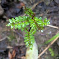 サンショウの画像