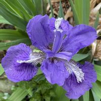 イチハツの画像