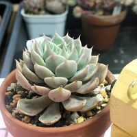 多肉植物,グラプト系,クマと多肉日記の画像