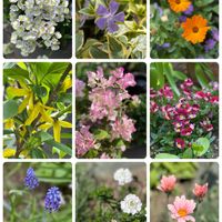 イベリス,エビネ,ネメシア,ブーゲンビリア,ムスカリの画像