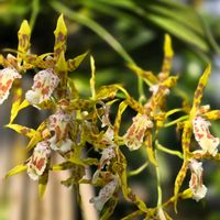 オンシジウム,オンシジウム・テヌオイデス,洋蘭,洋ラン,季節の花の画像