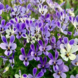 マツバウンラン,ルピナス,ビオラ,ペトレア ウォルビリス,ルリハナガサの画像