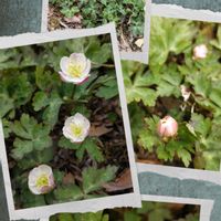 ハナニラ,ハナニラ,ニリンソウ,斑入りゲンジスミレ,斑入りゲンジスミレの画像