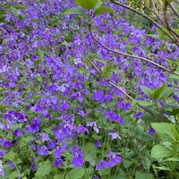 花のある暮らし,お出かけ先の画像