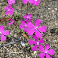 シレネ,ガーデニング,花のある暮らし,小さな庭の画像