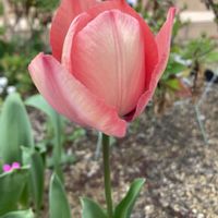 チューリップ,ガーデニング,花のある暮らし,小さな庭の画像