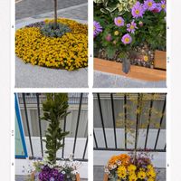 バイモユリ,花のある暮らし,花いろいろ,クリスマスロ―ズ,お花の癒しの画像