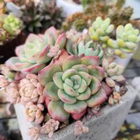 寄せ植え,多肉植物の画像