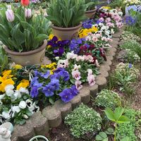 ハナニラ,アリッサム,チューリップ,パンジー,ビオラの画像