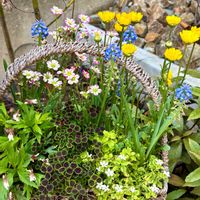 寄せ植えの画像