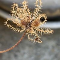 オジギソウ,花壇,ガーデニング,山野草,マメ科の画像