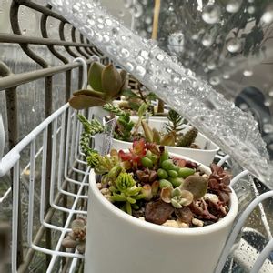 多肉,だるま秀麗,だるま秀麗,ちまちま 寄せ,多肉植物の画像