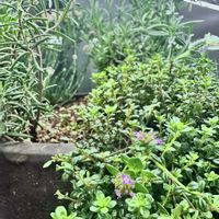 タイム,多肉植物,観葉植物,エケベリア属,花のある暮らしの画像