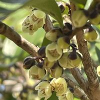 ヒサカキ,山野草,樹木,里山,モッコク科の画像
