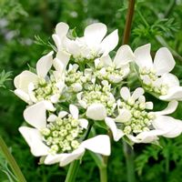 観葉植物,はなはな,花のある暮らし,花の写真,花のある生活の画像