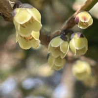 ヒサカキ,山野草,樹木,里山,モッコク科の画像