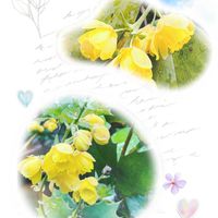 ヒイラギナンテン,キュンキュン乙女倶楽部,キュンキュン乙女倶楽部No.279,2018年同期集まれ♪,2018年同期集まれ♪No.2の画像