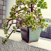 ポーチュラカ,桃子の舞,多肉植物,観葉植物,多肉植物とサボテンの画像