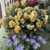 パンジー,八重咲きストック,フェリシア,フリル咲きパンジー,パンジー シエルブリエの画像