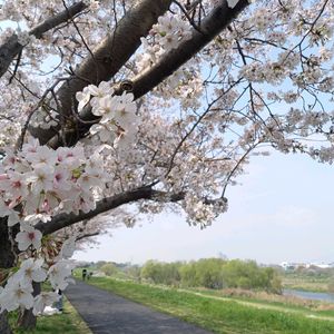 散歩道,花のある暮らし,ドライフラワーのある暮らし,さくら 桜 サクラ,川土手の画像