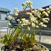 イワウチワ,ショウジョウバカマ,イワヤツデ,イワナシの画像