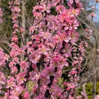 ヤブレガサ,ユスラウメ,北山緑化植物園,２０２５年同期,お出かけ先の画像