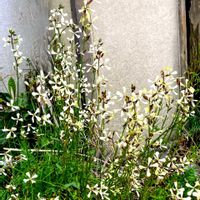 ルッコラ,仕事帰りに,通り道の空き家店舗前に,手入れ無しで毎年咲いていますの画像