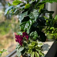 ゼラニウム,ミニシクラメン,コーヒーの木,八重咲きカランコエ,シクラメン 天使のはねの画像