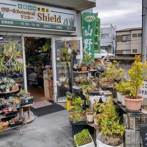 多肉植物,ウラボシ科,ビカクシダ属,食中植物,塊根の画像