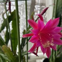 クジャクサボテンの画像