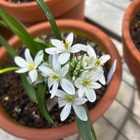 オーニソガラム,小さな庭の画像