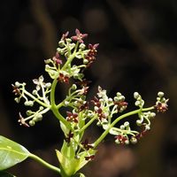アオキ,ハゼ,ツバメ,アオキの花,ハゼの実の画像