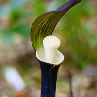 ユキモチソウの画像