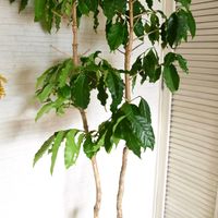 コーヒーの木,コーヒーの木,アラビカ,観葉植物,今日のお花の画像